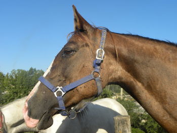 Close-up of horse against clear sky