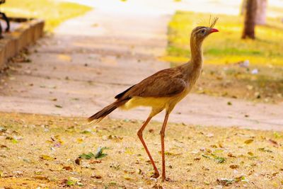 Bird standing in a field