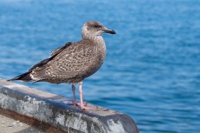 Close-up of seagull perching on wooden post