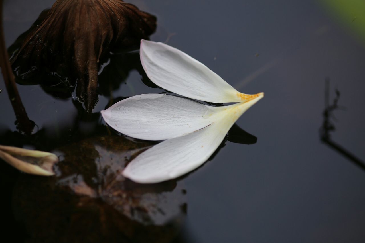 CLOSE-UP OF WHITE HORSE WITH FLOWER