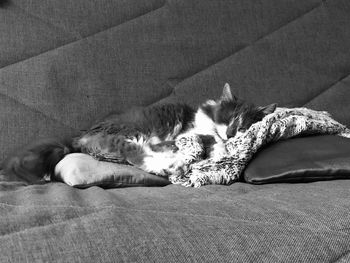 High angle view of cat sleeping on sofa at home