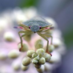 Close-up of honey bee on plant