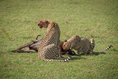 Cheetahs feeding on blue wildebeest
