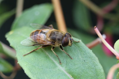 Close-up of insect on plant