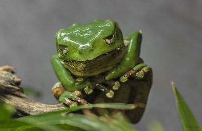 Close-up of frog on plant