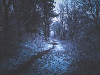 Road passing through forest