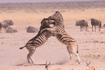 2 zebra fighting at a watering hole in namibia