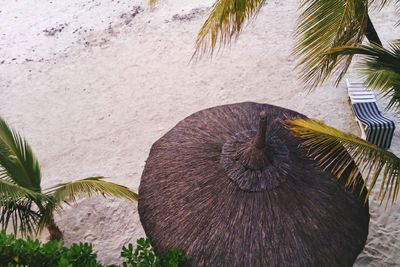 Close-up of palm leaf on beach