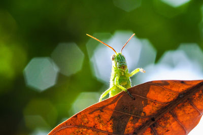 Close-up of insect on leaf