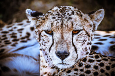 Close-up portrait of a cat