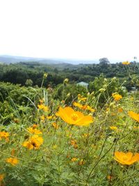 Yellow flowers blooming on mountain against clear sky