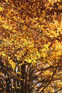 Low angle view of autumnal leaves against trees