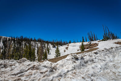 Low angle view of trees on snow covered land during winter