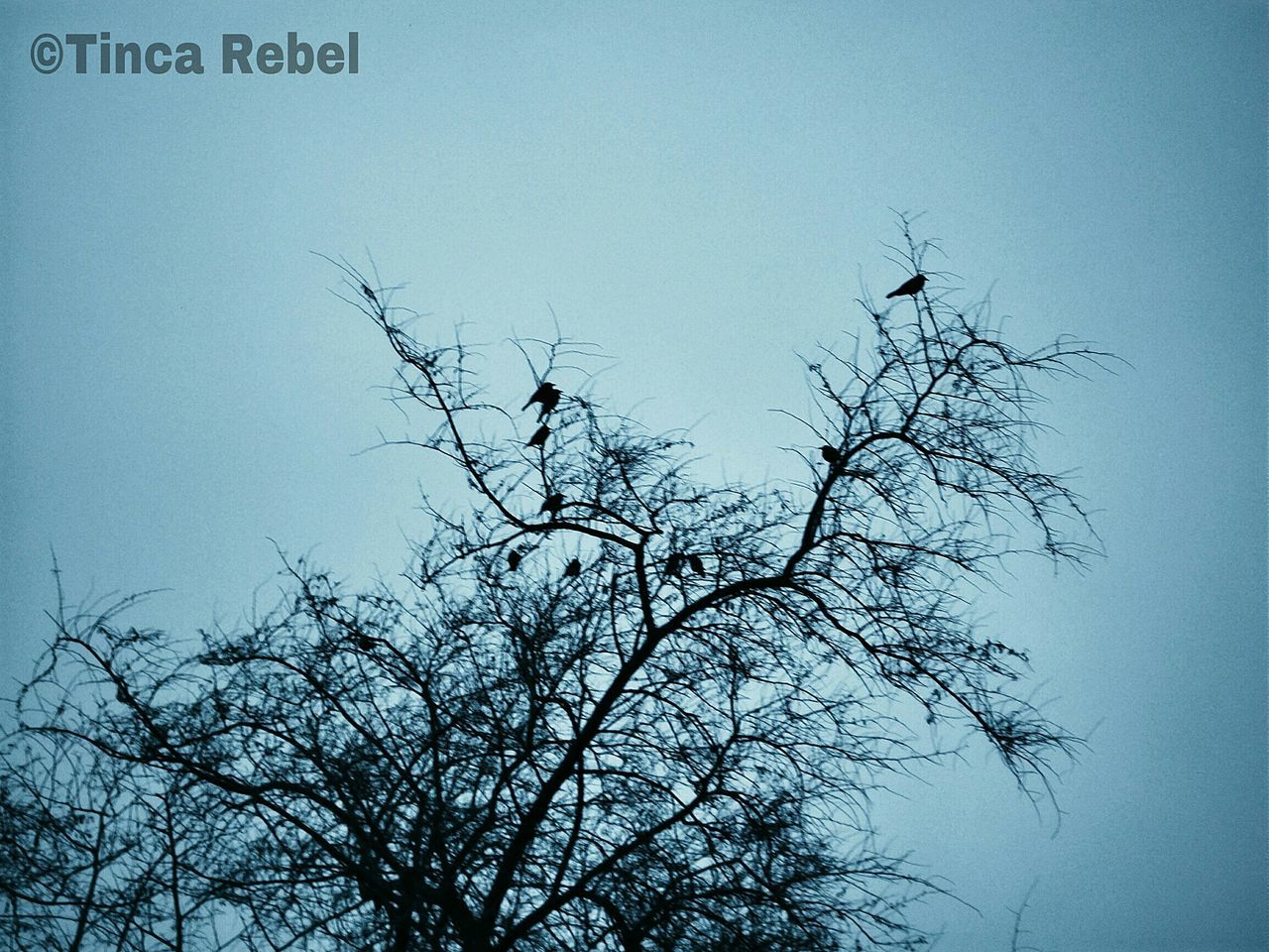 clear sky, low angle view, bare tree, branch, tree, copy space, blue, nature, silhouette, tranquility, outdoors, no people, bird, day, beauty in nature, high section, growth, sky, animal themes, dusk