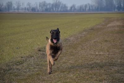 Portrait of dog running on field