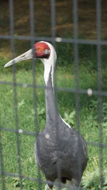 Close-up of bird against blurred background