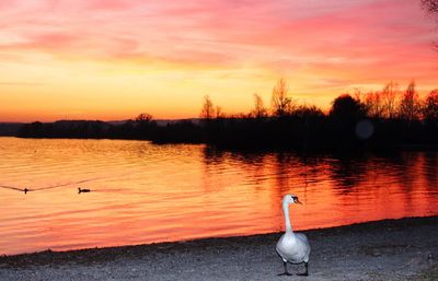 Swan swimming in lake during sunset