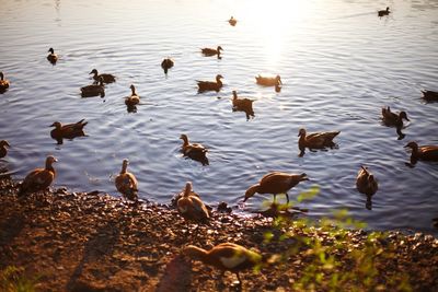 High angle view of ducks swimming in lake