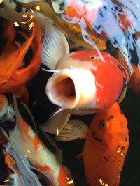 Close-up of fish swimming in sea