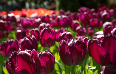 Close-up of red tulip flowers