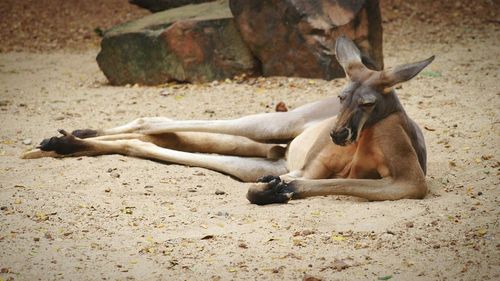 Goat in the sea