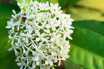 Close-up of white flowering plant