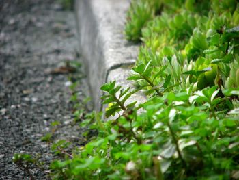 Close-up of green leaves on field