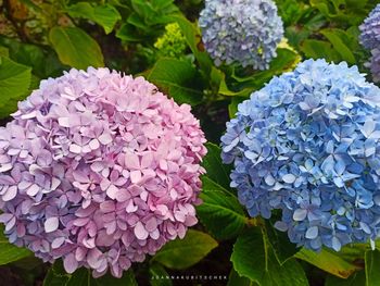 Close-up of purple hydrangea flowers