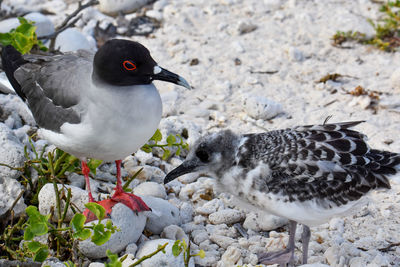 Close-up of seagull perching on rock