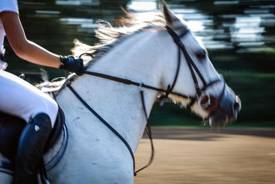 Cropped image of person riding horse