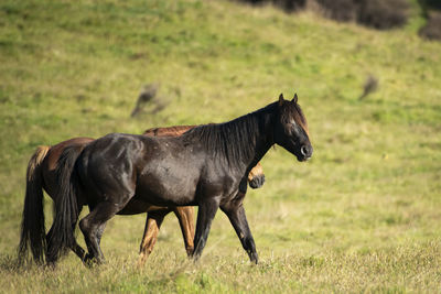 Horse standing in a field