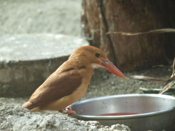 Close-up of bird in bowl