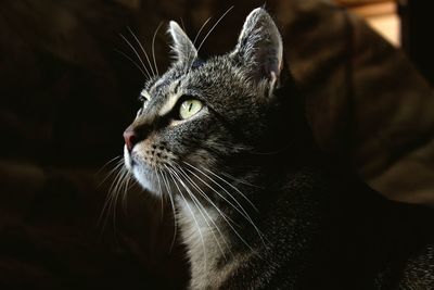 Close-up of cat at home