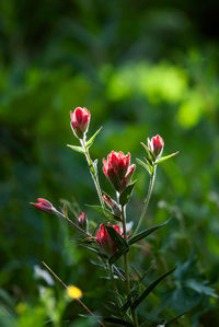 Close-up of red flowering plant