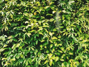 Full frame shot of fresh green leaves