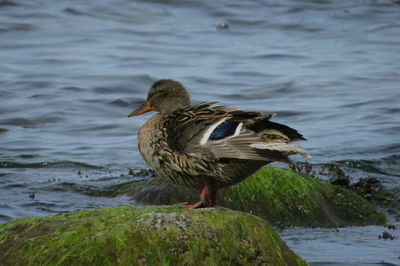 Bird perching near the baltic sea