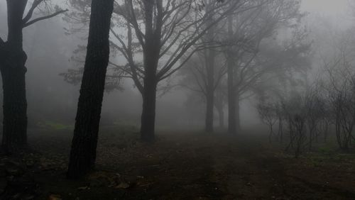 Trees in forest