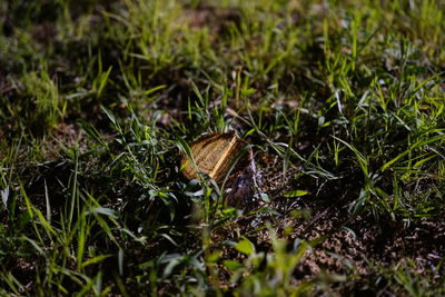 Close-up of grass on field