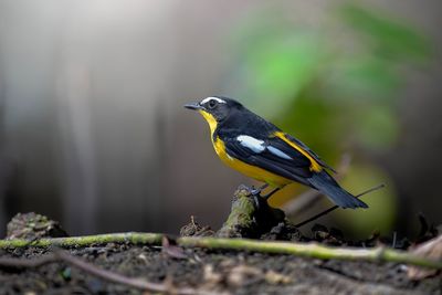 Close-up of bird perching on a plant