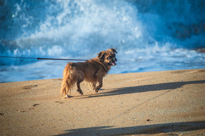 Dog standing on beach