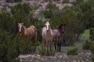 Horses amidst plants on field