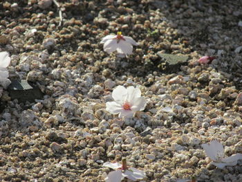 Close-up of flowers growing on plant