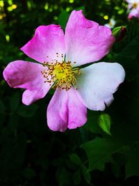 Close-up of pink flower blooming outdoors
