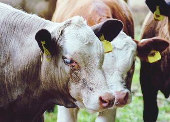 Close-up of cow