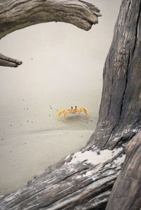 Close-up of bird on tree trunk at beach