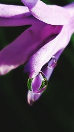 Close-up of water drops on purple flower