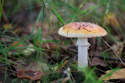 Close-up of mushroom growing on field