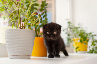 Black cute british kitten is sitting on the windowsill and look 