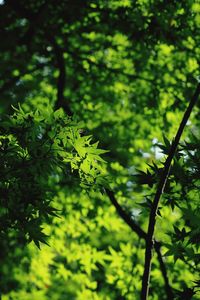 Close-up of plant growing in forest