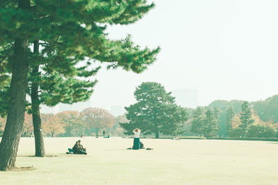 Trees on field against clear sky